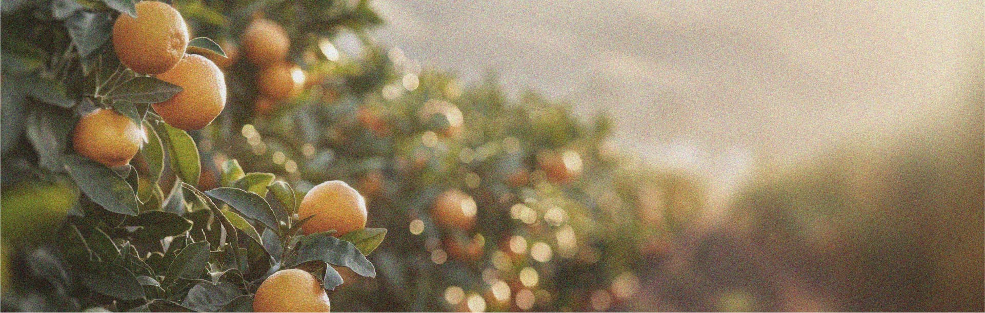 Les aliments à privilégier pour perdre du poids