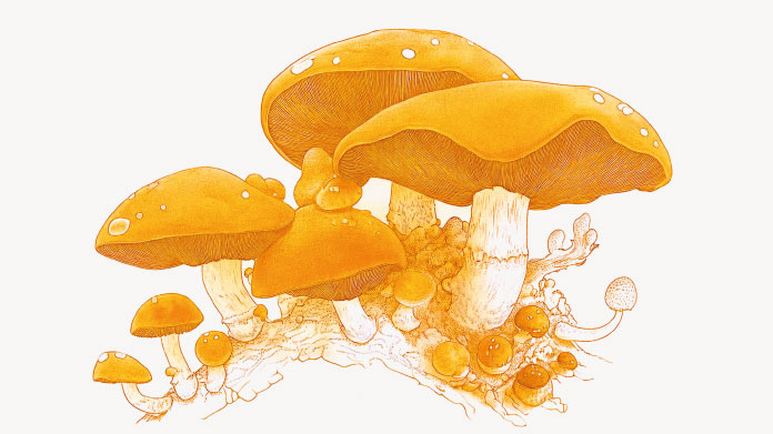 Retour des champignons médicinaux