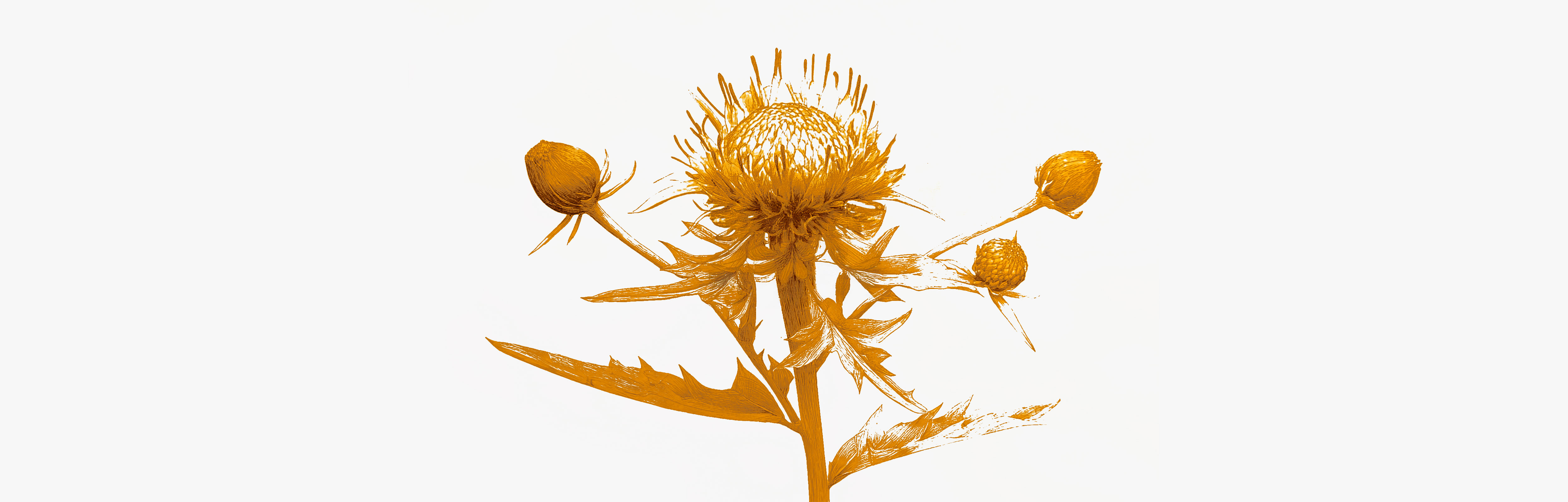 Bienfaits du chardon-Marie pour la santé du foie