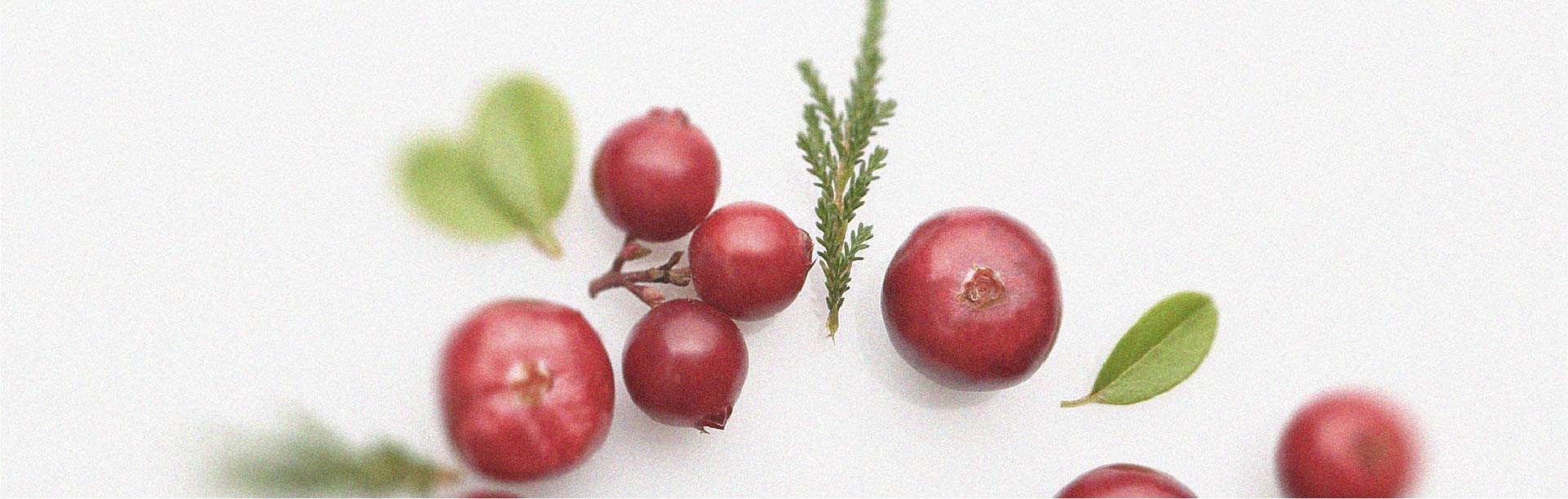 Le lien entre le cranberry et les infections urinaires