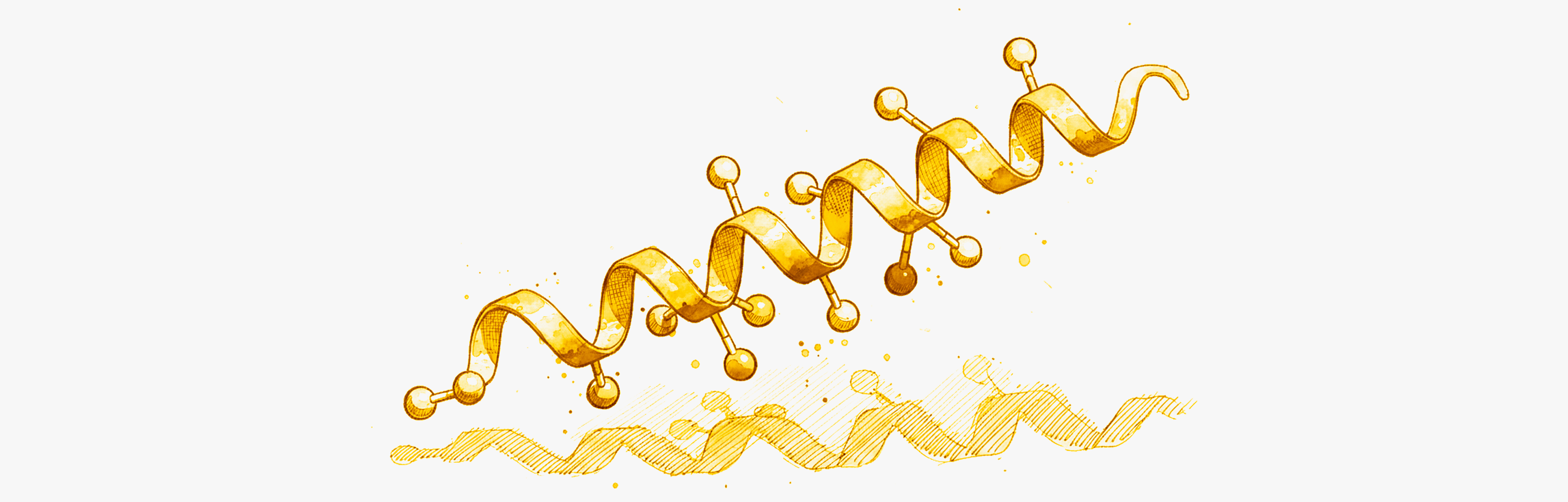 Le GLP-1 pourrait aider a lutter contre la steatose hepatique