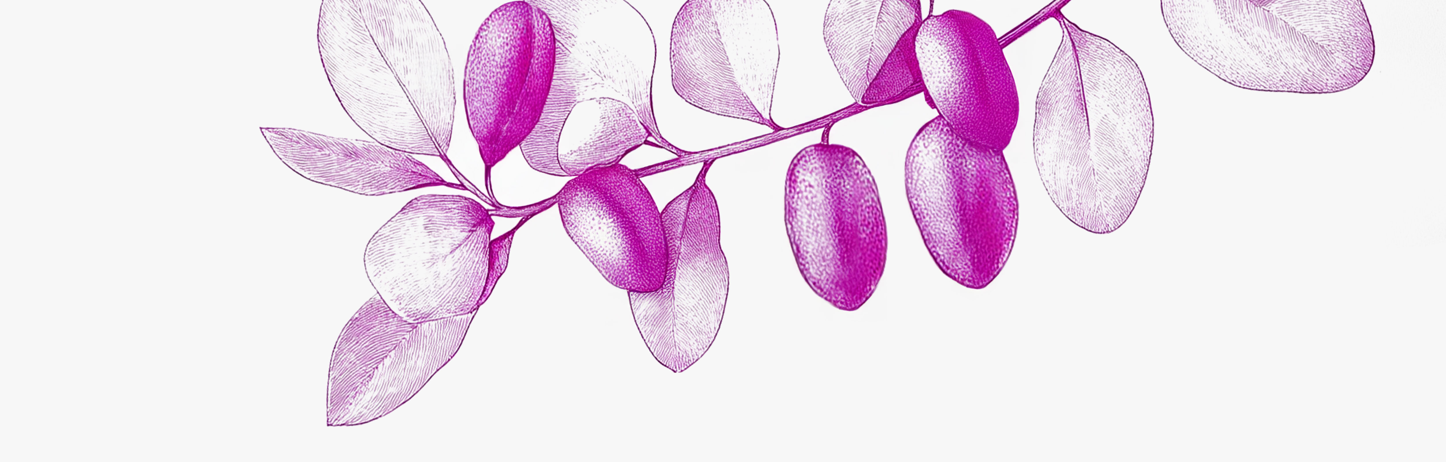 En combien de temps ressent-on les effets de la griffonia ?