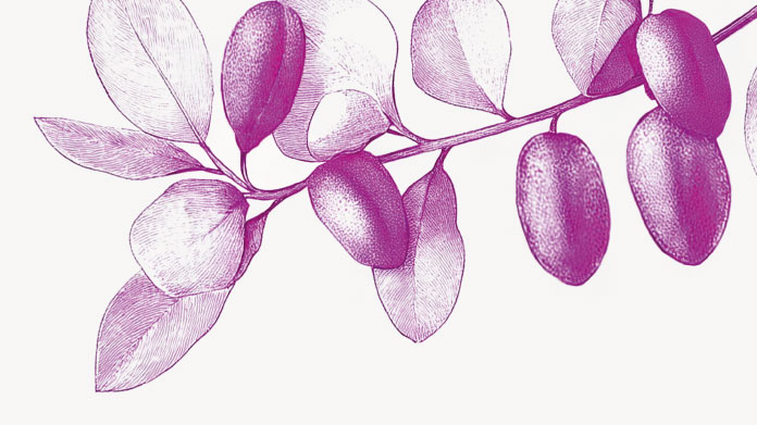 En combien de temps ressent-on les effets de la griffonia ?