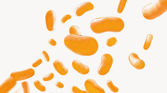 Les bienfaits du Lactobacillus plantarum