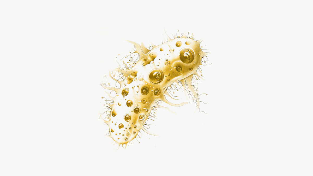 Système immunitaire face aux microorganismes