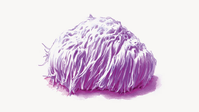 Les bienfaits potentiels du Lion's Mane