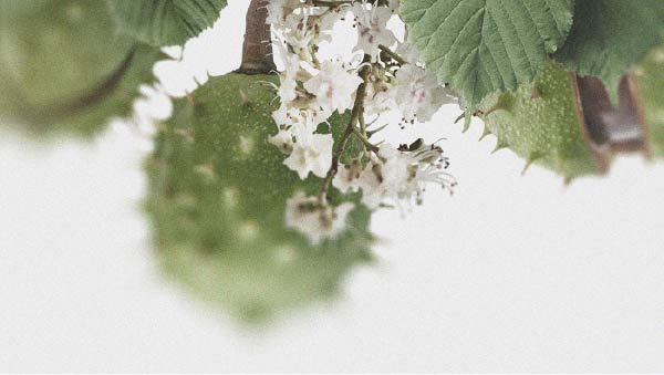 Les bienfaits potentiels du marron d’Inde pour la circulation