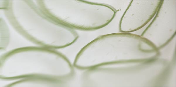 Les meilleurs pansements gastriques naturels