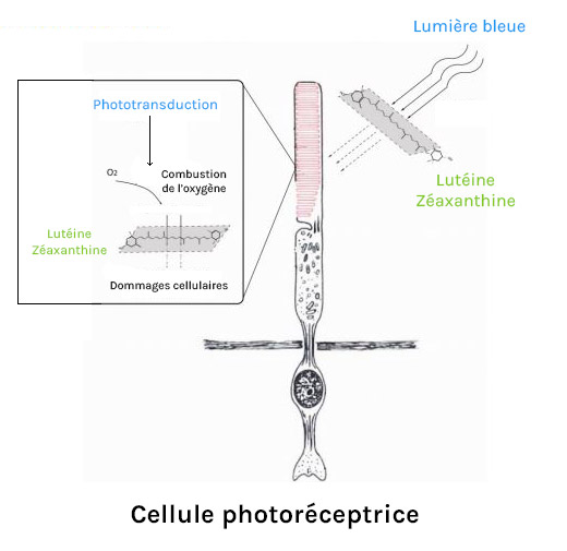 La lutéine et la zéaxanthine agissent comme filtres et comme boucliers au niveau des photorécepteurs