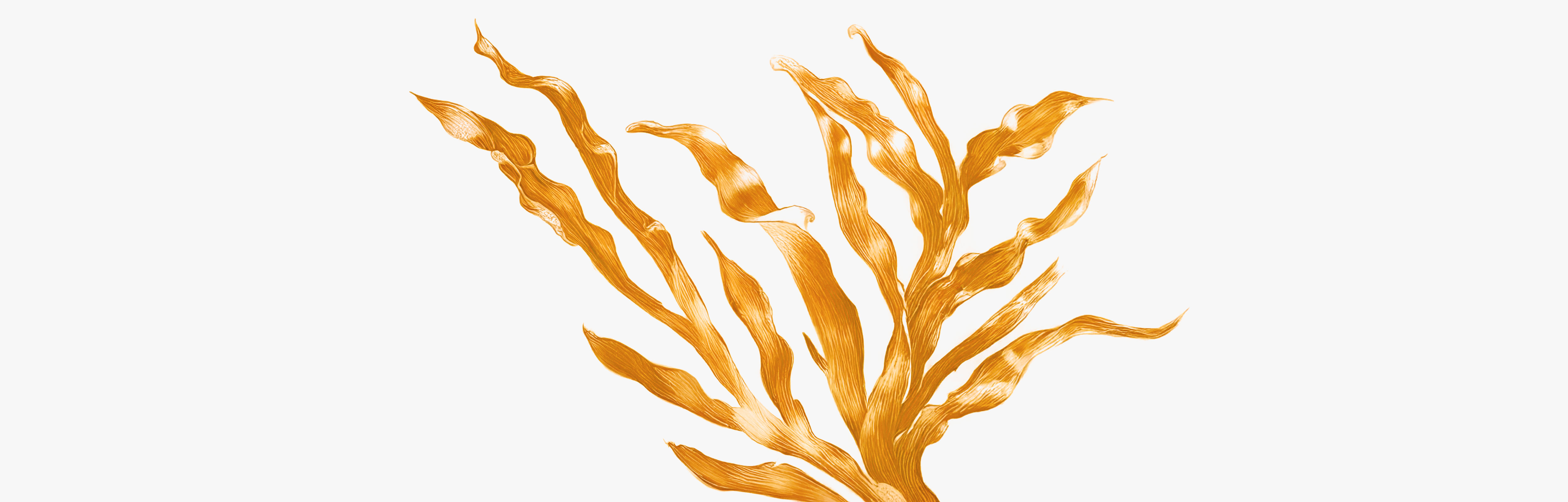 Utilisations de la phycocyanine, le pigment naturel de la spiruline