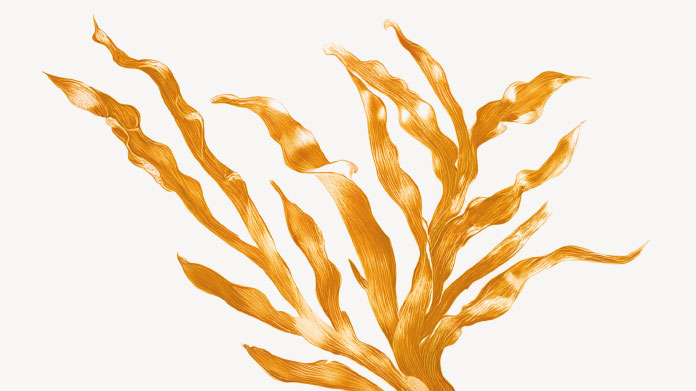 Utilisations de la phycocyanine, le pigment naturel de la spiruline