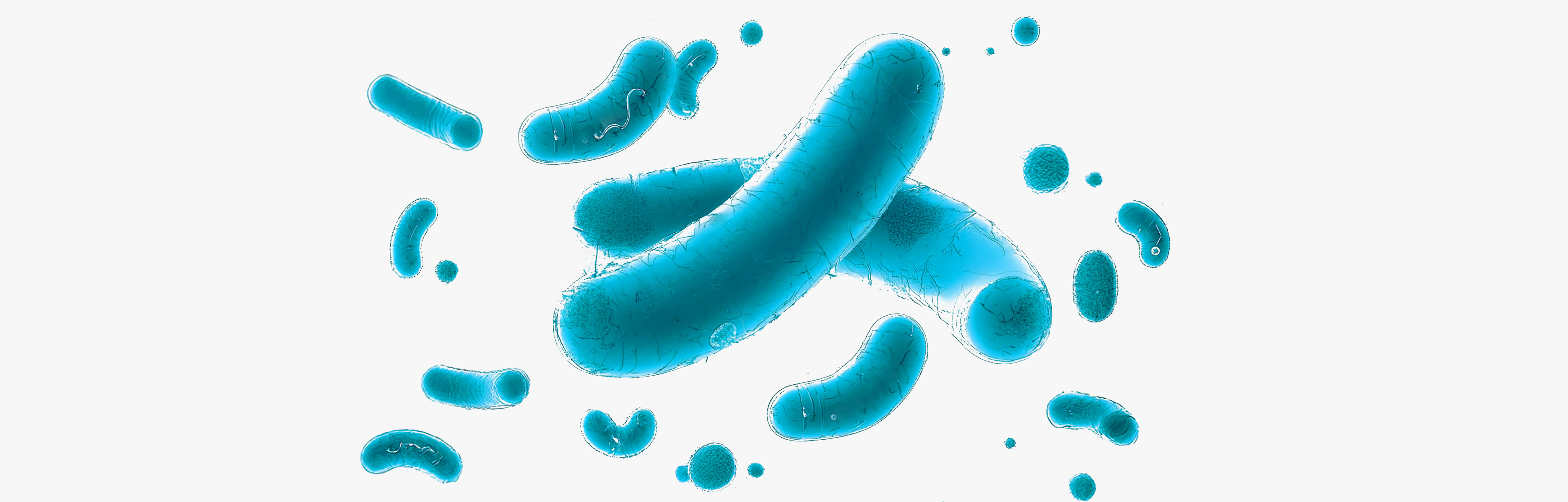 Postbiotiques bons pour la santé