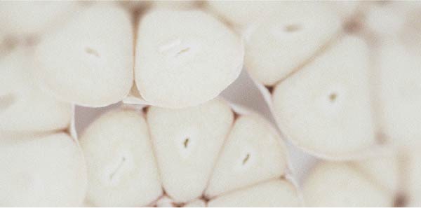 Découvrez la différence entre les prébiotiques et les probiotiques