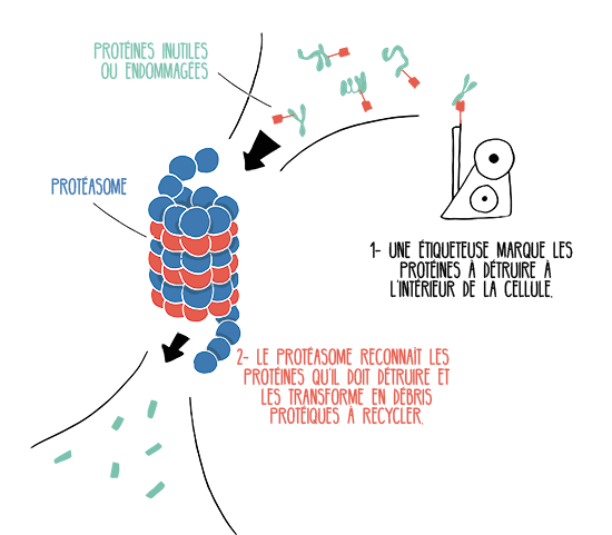 Protéasome Le protéasome est un broyeur cellulaire très utile dans une cellule saine