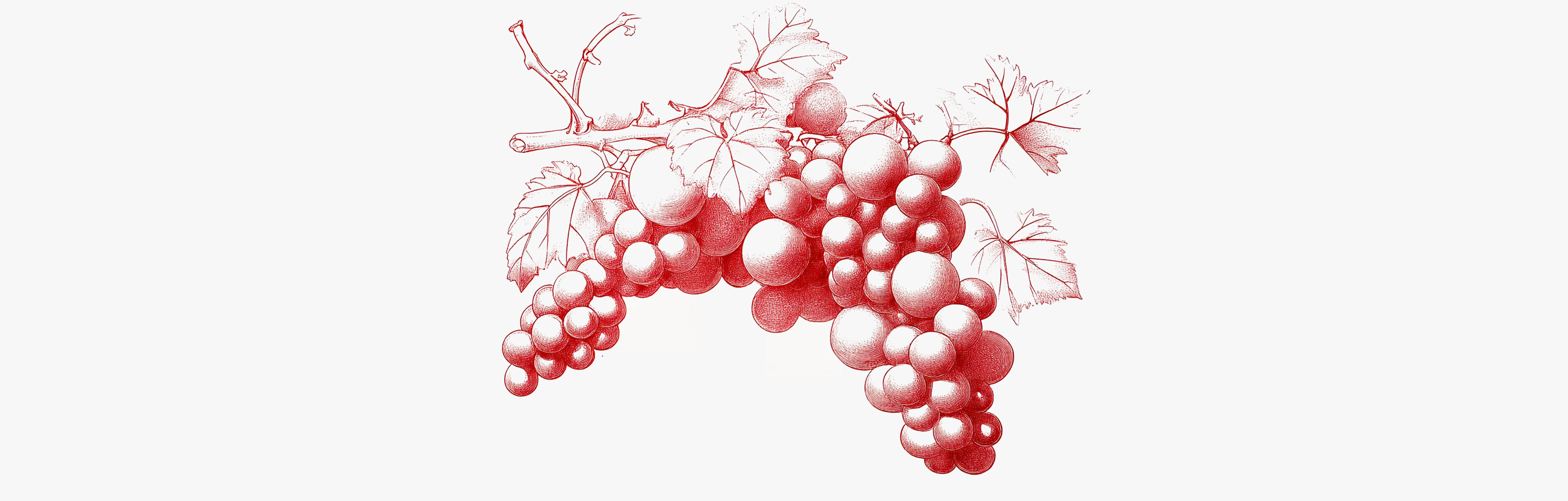 Tout ce qu’il faut savoir sur la vigne rouge